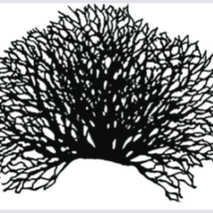 Fine Texture Series Stencils - Tree